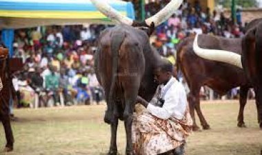 ESE INKWANO NT’ISHOBORA KUBA MU BIRI GUTUMA ABASORE BADASHAKA? ABAKOBWA NABO BAGAHERA IWABO BATEGEREJE INKWANO?.
