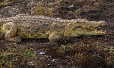 Ese wari uzi ko ingona yabayeho mbere ya Dinozoro.