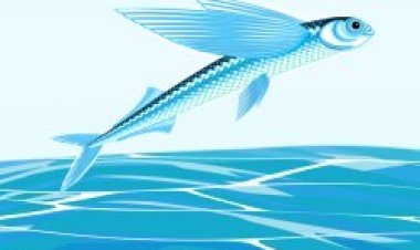 Barbados iwabo w'Amafi aguruka, menya iby'ayo mafi.