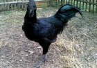 Inkoko ifite imiterere yihariye, sobanukirwa Ayam Cemani._ISHEJA