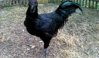 Inkoko ifite imiterere yihariye, sobanukirwa Ayam Cemani._ISHEJA