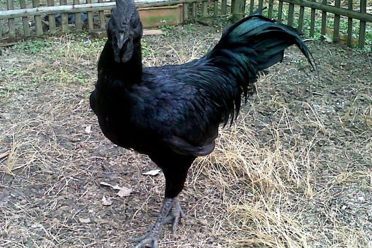 Inkoko ifite imiterere yihariye, sobanukirwa Ayam Cemani._ISHEJA